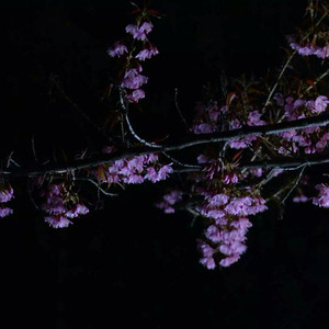 国产乱XX乂XXX交
